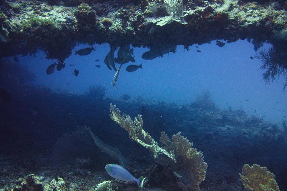 diverse ecosystem